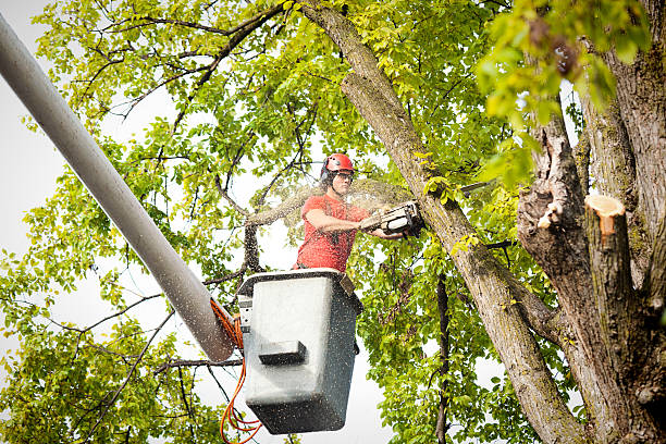 Best Tree Branch Trimming  in Atoka, TN